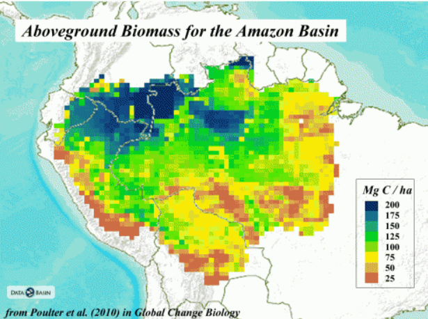 Biomassa da floresta amazónica