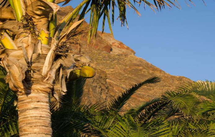 Coqueiros na Madeira